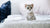What Causes Diarrhea in Cats?